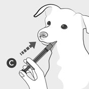 Placing the syringe into the dog’s mouth to administer the dose.